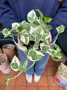 Epipremnum aureum NJoy / NJoy Pothos - 12cm Pot