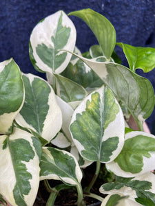 Epipremnum aureum NJoy / NJoy Pothos - 12cm Pot