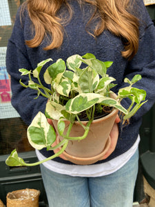 Epipremnum aureum NJoy / NJoy Pothos - 12cm Pot