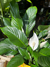 Load image into Gallery viewer, Spathiphyllum Sweet Silvana / Peace Lily - *Local Delivery or Local Pick Up Only*
