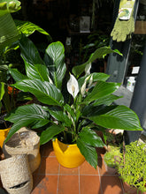 Load image into Gallery viewer, Spathiphyllum Sweet Silvana / Peace Lily - *Local Delivery or Local Pick Up Only*
