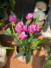 Load image into Gallery viewer, Curcuma alismatifolia Siam Splash / Siam Tulip - *Local Delivery or Local Pick Up Only*
