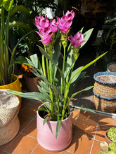Load image into Gallery viewer, Curcuma alismatifolia Siam Splash / Siam Tulip - *Local Delivery or Local Pick Up Only*
