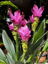 Load image into Gallery viewer, Curcuma alismatifolia Siam Splash / Siam Tulip - *Local Delivery or Local Pick Up Only*

