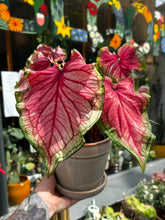Load image into Gallery viewer, Caladium Rose / Angel Wings
