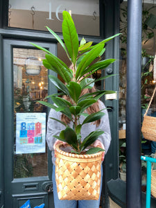 Ficus cyathistipula - *Local Delivery or Local Pick Up Only*