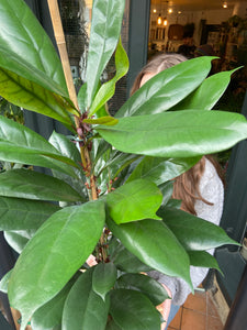 Ficus cyathistipula - *Local Delivery or Local Pick Up Only*