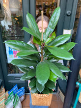 Load image into Gallery viewer, Ficus cyathistipula - *Local Delivery or Local Pick Up Only*
