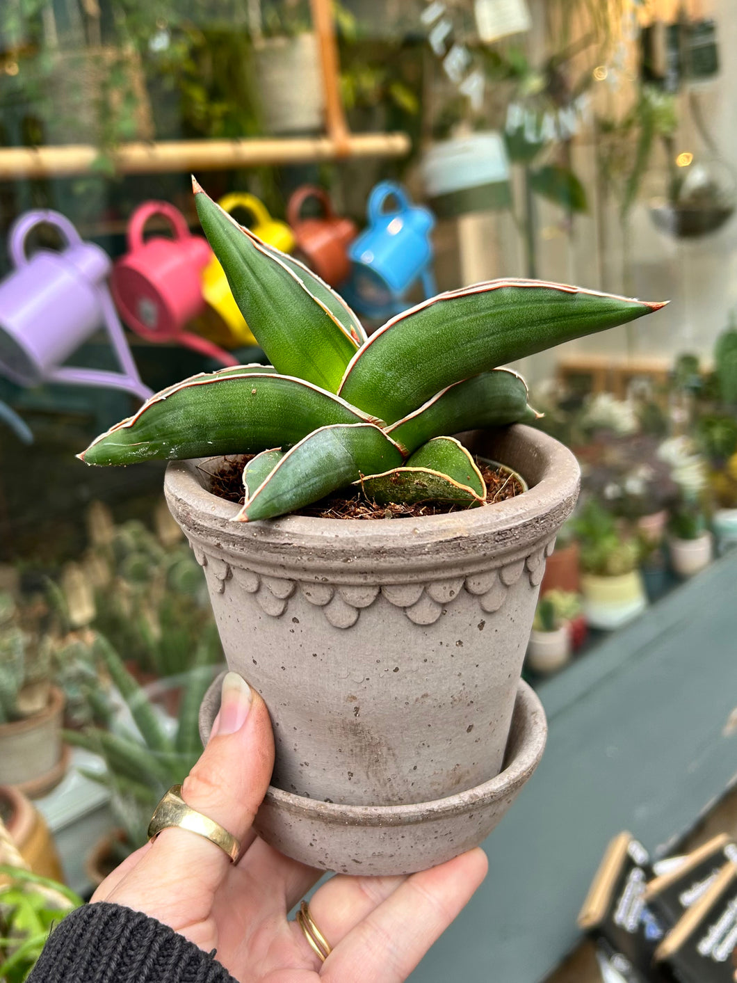 Sansevieria samurai / Snake Plant