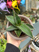 Load image into Gallery viewer, Sansevieria samurai / Snake Plant
