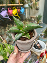 Load image into Gallery viewer, Sansevieria samurai / Snake Plant
