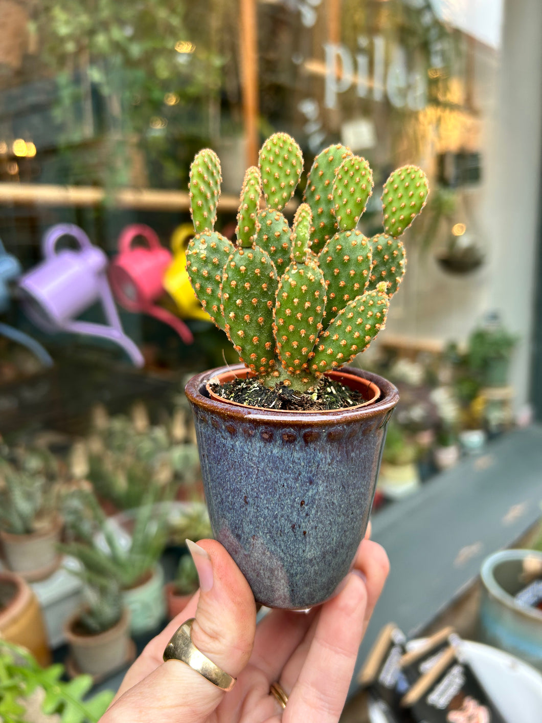 Opuntia microdasys Rufida Minor / Blind Prickly Pear