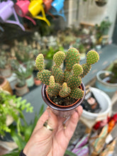 Load image into Gallery viewer, Opuntia microdasys Rufida Minor / Blind Prickly Pear
