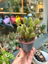 Load image into Gallery viewer, Opuntia microdasys Rufida Minor / Blind Prickly Pear
