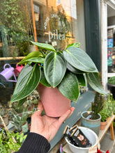 Load image into Gallery viewer, Peperomia maculosa Vanilla / Radiator Plant
