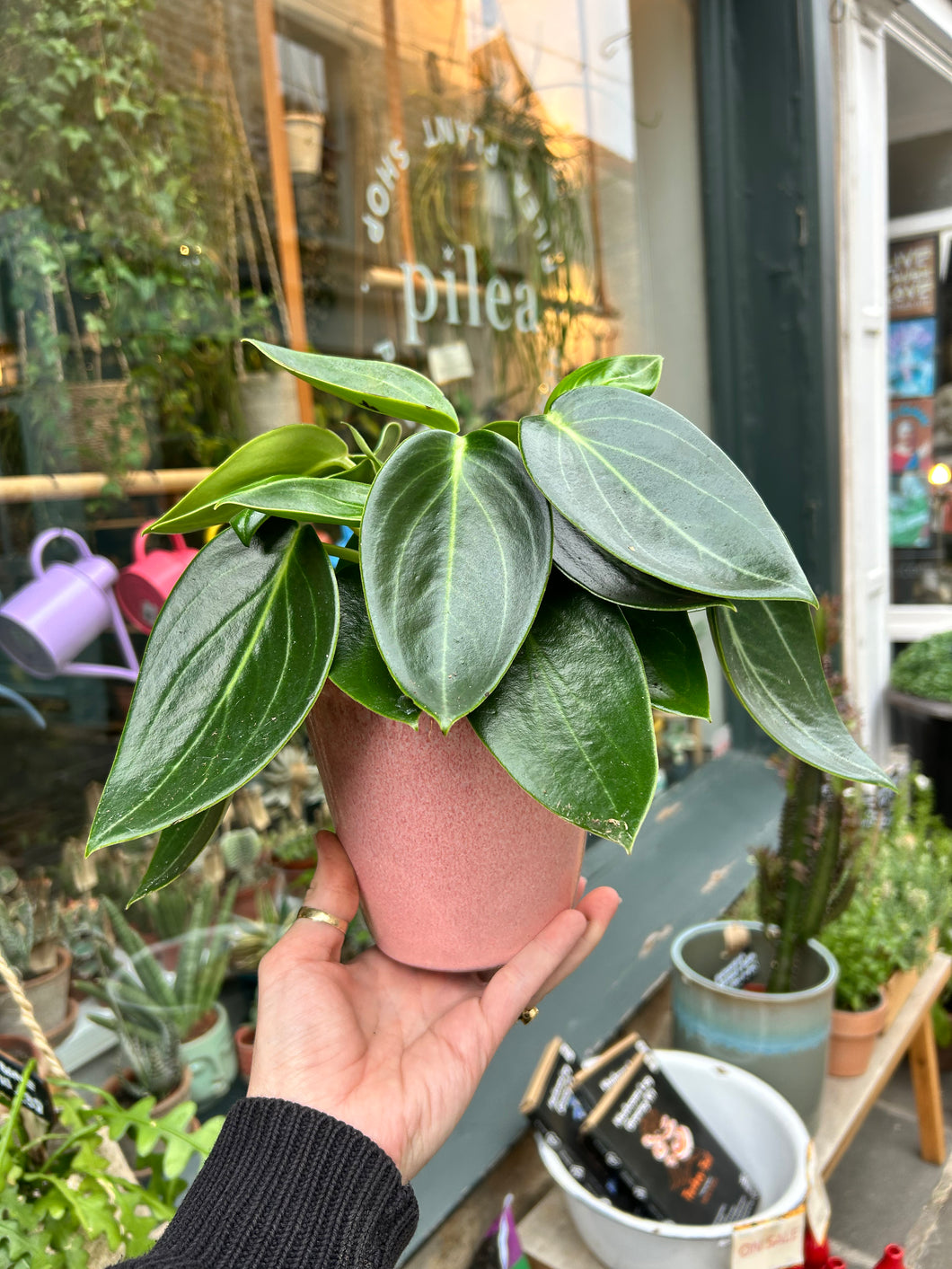 Peperomia maculosa Vanilla / Radiator Plant