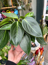 Load image into Gallery viewer, Peperomia maculosa Vanilla / Radiator Plant
