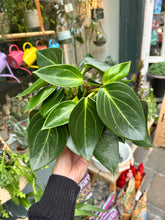 Load image into Gallery viewer, Peperomia maculosa Vanilla / Radiator Plant
