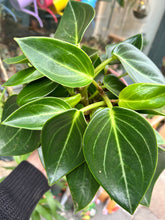 Load image into Gallery viewer, Peperomia maculosa Vanilla / Radiator Plant
