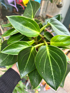 Peperomia maculosa Vanilla / Radiator Plant