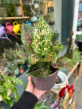 Load image into Gallery viewer, Aglaonema Pink Leopard / Chinese Evergreen
