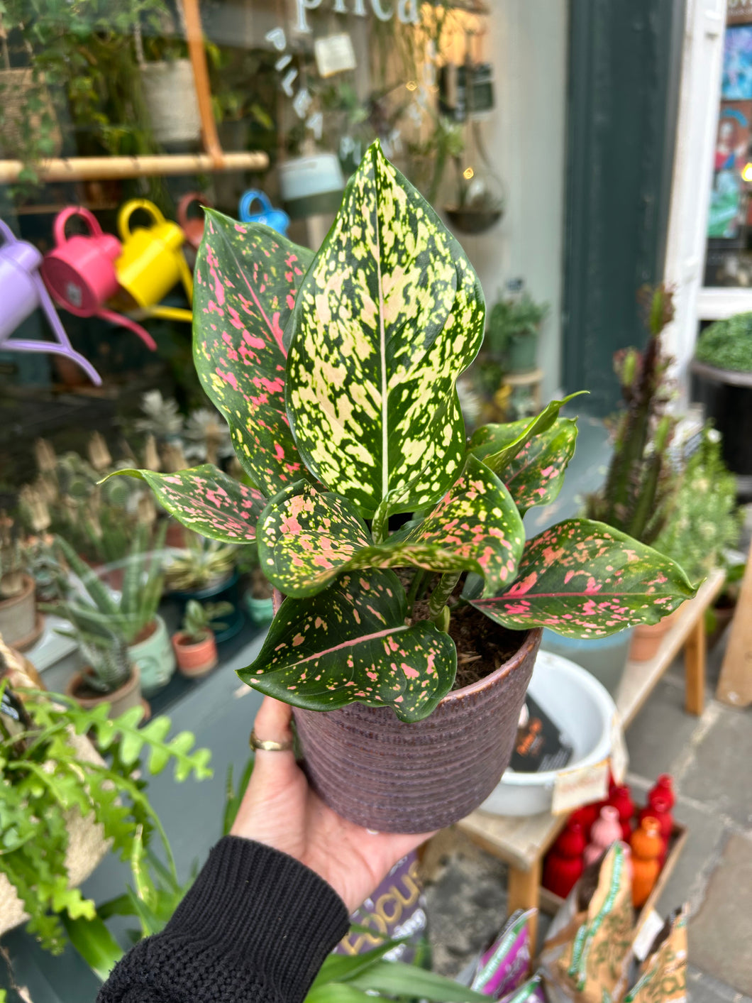 Aglaonema Pink Leopard / Chinese Evergreen