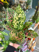 Load image into Gallery viewer, Aglaonema Pink Leopard / Chinese Evergreen
