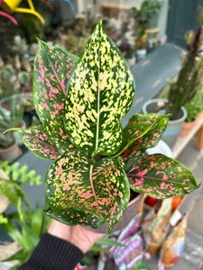 Aglaonema Pink Leopard / Chinese Evergreen