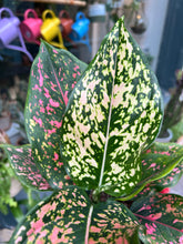 Load image into Gallery viewer, Aglaonema Pink Leopard / Chinese Evergreen
