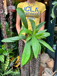 Philodendron campii Lynette / Lynette's Philodendron