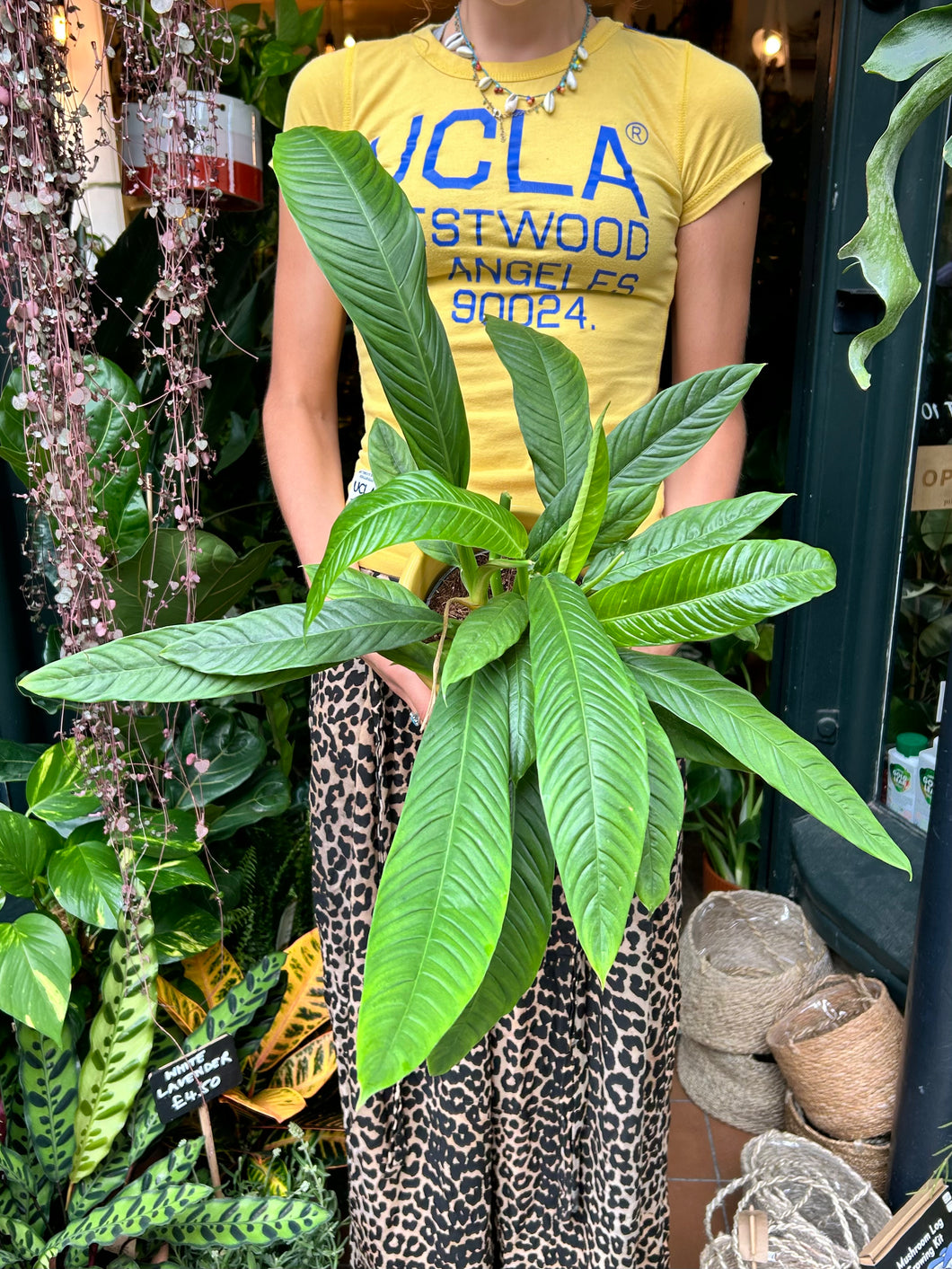 Philodendron campii Lynette / Lynette's Philodendron