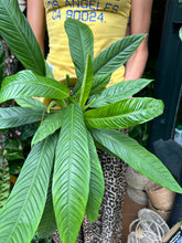 Load image into Gallery viewer, Philodendron campii Lynette / Lynette&#39;s Philodendron
