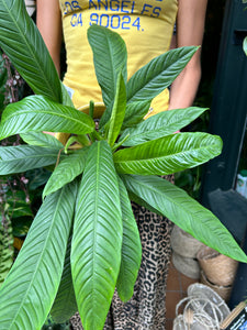 Philodendron campii Lynette / Lynette's Philodendron
