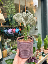 Load image into Gallery viewer, Euphorbia lactea Cristata / Coral Cactus
