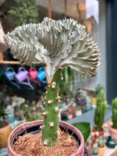 Load image into Gallery viewer, Euphorbia lactea Cristata / Coral Cactus
