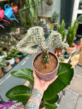Load image into Gallery viewer, Euphorbia lactea Cristata / Coral Cactus
