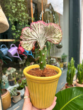 Load image into Gallery viewer, Euphorbia lactea Cristata / Coral Cactus
