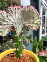 Load image into Gallery viewer, Euphorbia lactea Cristata / Coral Cactus

