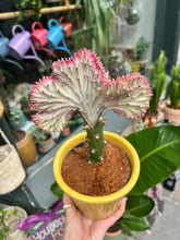 Load image into Gallery viewer, Euphorbia lactea Cristata / Coral Cactus
