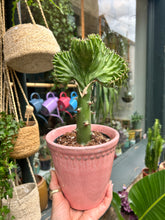 Load image into Gallery viewer, Euphorbia lactea Cristata / Coral Cactus
