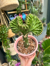 Load image into Gallery viewer, Euphorbia lactea Cristata / Coral Cactus
