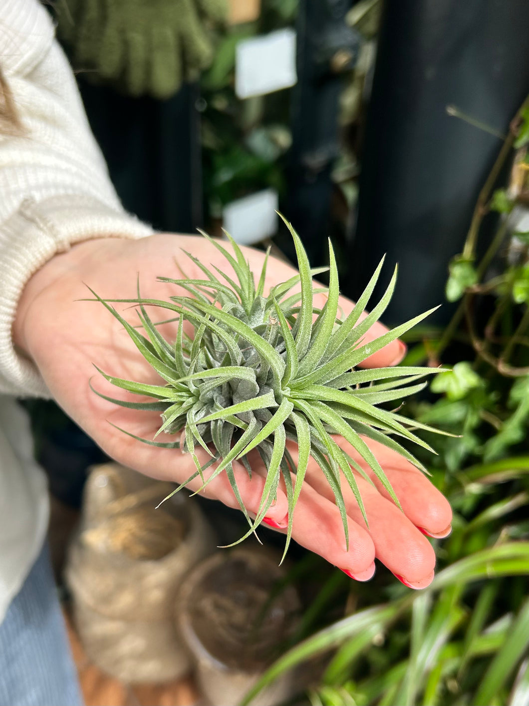 Tillandsia ionantha / Airplant