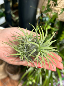 Tillandsia ionantha / Airplant