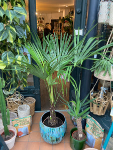 Trachycarpus fortunei - *Local Delivery or Local Pick Up Only*