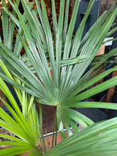 Load image into Gallery viewer, Trachycarpus fortunei - *Local Delivery or Local Pick Up Only*
