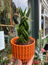 Load image into Gallery viewer, Sansevieria cylindrica Twist - Snake Plant
