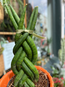 Sansevieria cylindrica Twist - Snake Plant