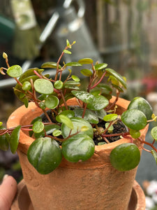 Peperomia pepperspot / Green Coins