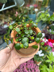 Peperomia pepperspot / Green Coins