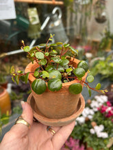 Load image into Gallery viewer, Peperomia pepperspot / Green Coins
